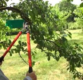 Pruning plum tree